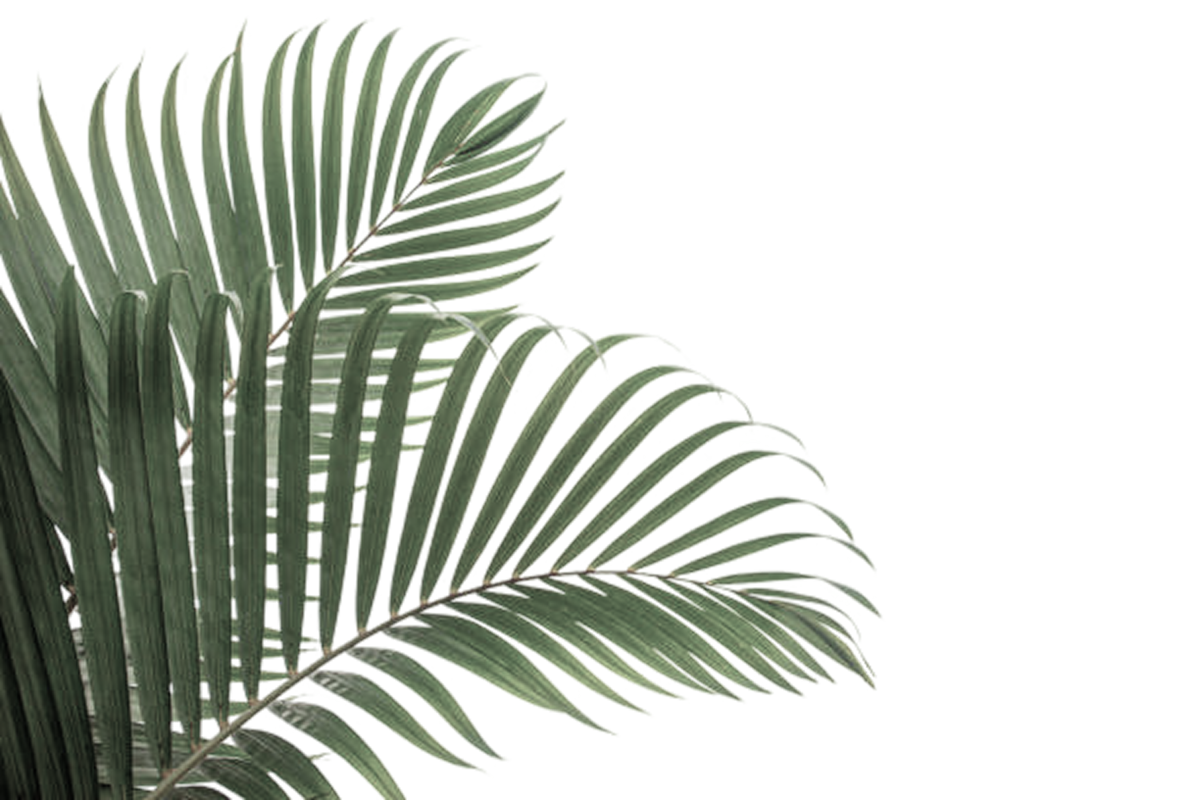 Hoja decorativa